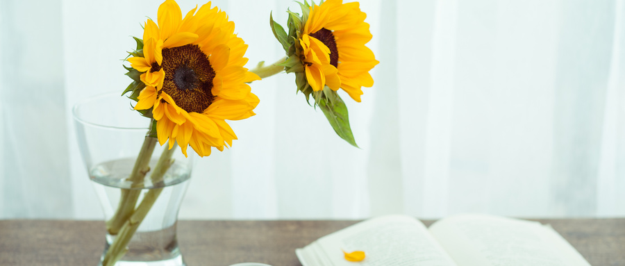 2025陕西新高考适应性考试模拟志愿填报：官网入口+时间